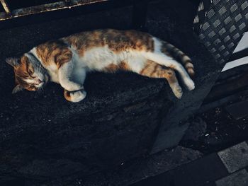 High angle view of cat sleeping