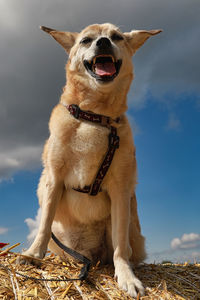 Portrait of dog sticking out tongue on land against sky