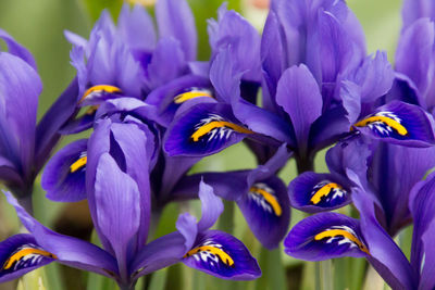 Close-up of purple crocus blooming outdoors