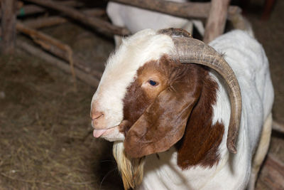 Close-up portrait of cow