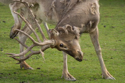 Close-up of reindeer on field