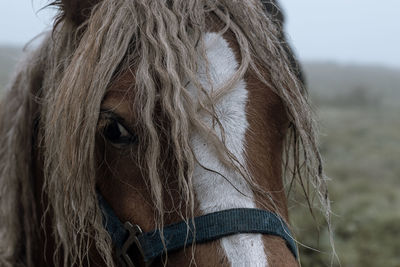 Close-up view of horse horse pony eyes snout in haze fog foggyhorse standing against sky