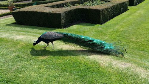 Peacock perching on field