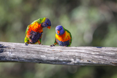 Pair of rainbow lorikeets perching on branch