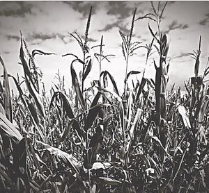 Close-up of grass growing on field