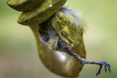Close-up of bird perching on branch