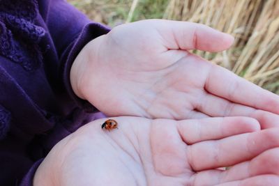 Close-up of hand holding insect