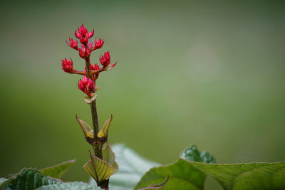 Close-up of red flowering plant