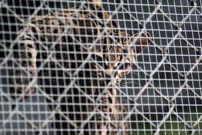 Full frame shot of horse