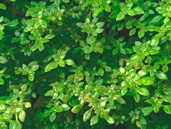 Full frame shot of fresh green plants