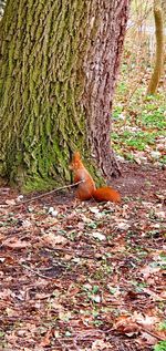 View of lizard on tree trunk