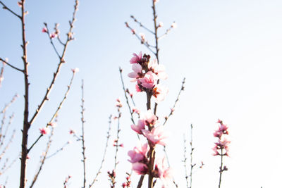 Close-up of pink cherry blossoms against sky