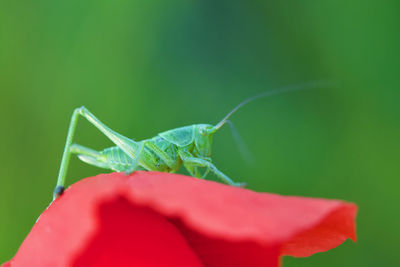 Close-up of insect on leaf