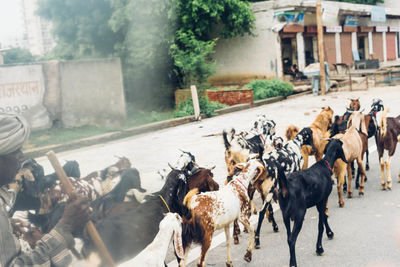 Shepherd walking with goats on street