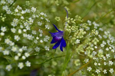 Close-up of purple flower blooming outdoors