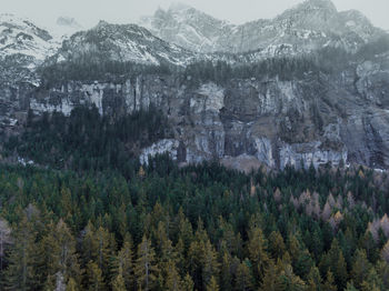 Scenic view of trees in forest against sky