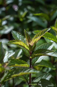 Close-up of plant