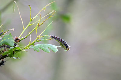 Close-up of insect on plant