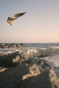 Seagull flying over sea against clear sky