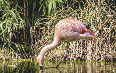 Side view of a bird drinking water