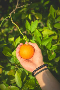 Cropped hand holding fruit