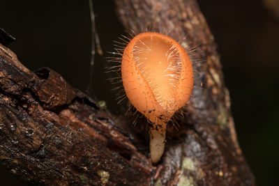 Close-up of insect on tree trunk