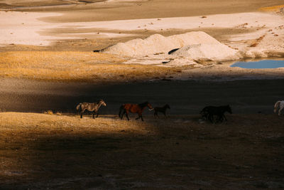 Horses on a field