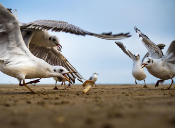 Low angle view of seagulls flying against clear sky