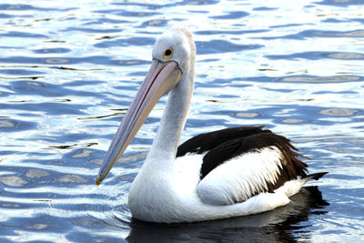 White duck swimming in lake