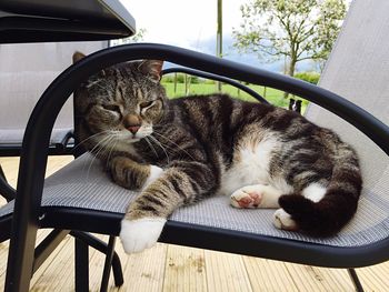 Close-up of cat sitting on table