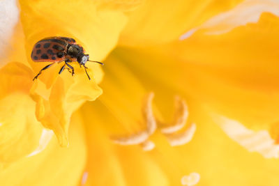 Close-up of insect on yellow flower