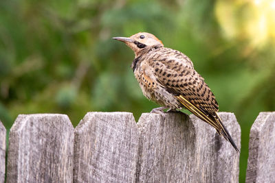 Close-up of bird perching on wooden post