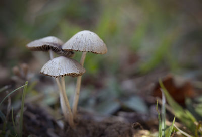 Close-up of mushroom growing on field