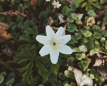 Close-up of white flower