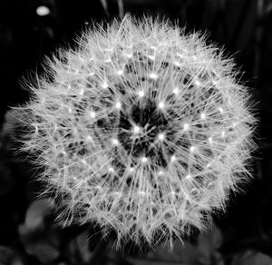 Close-up of dandelion