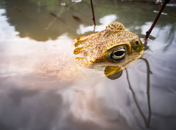 Close-up of frog in lake