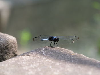 Close-up of fly on rock