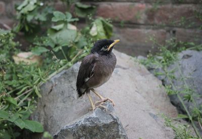 Close-up of bird perching on rock