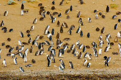 High angle view of birds on land