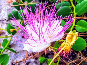 Close-up of pink crocus flowers