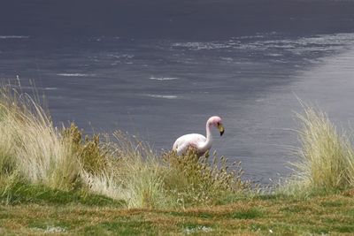 National park in san pedro de atacama