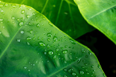 Water droplets on a beautiful green foliage background.