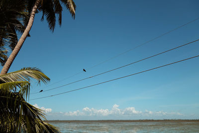 Palm trees by river against sky