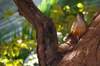 Low angle view of bird perching on tree trunk