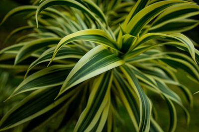 Full frame shot of palm leaves