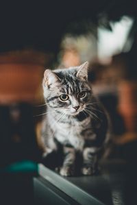 Close-up portrait of cat