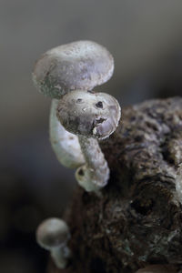 Close-up of mushroom growing on plant