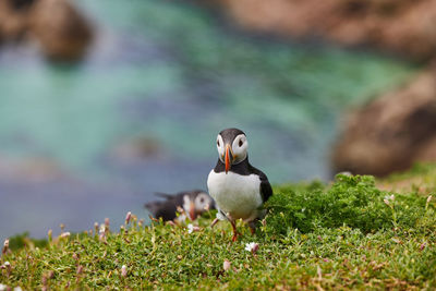 Puffin standing on a rock cliff . fratercula arctica 