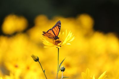 Close-up of insect on yellow flower