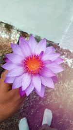 Close-up of hand holding flower